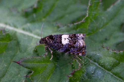 Epiblema sp.